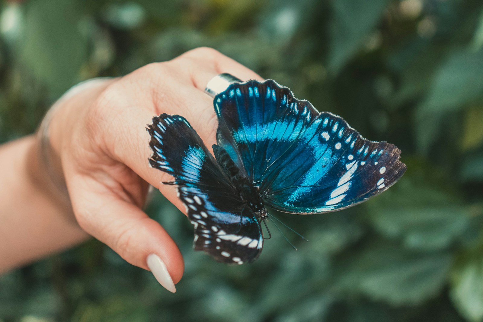 metamorphose